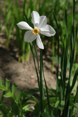 Narcissus, Narcissus, Marcis (Narcissus)