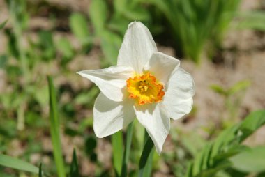 Narcissus, Narcissus, Marcis (Narcissus)