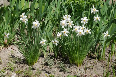 Narcissus, Narcissus, Marcis (Narcissus)