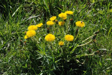 Dandelion (Tarxacum) - Paskalya ailesinin (Latince Asteraceae) daimi bitki cinsi.)