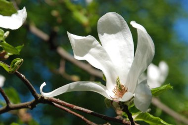 Magnolia, manolya familyasından büyük bir bitki cinsidir.