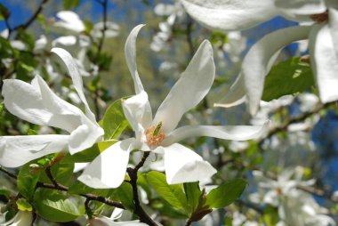 Magnolia, manolya familyasından büyük bir bitki cinsidir.
