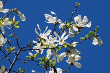 Magnolia, manolya familyasından büyük bir bitki cinsidir.