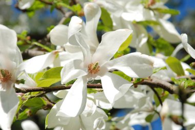 Magnolia, manolya familyasından büyük bir bitki cinsidir.