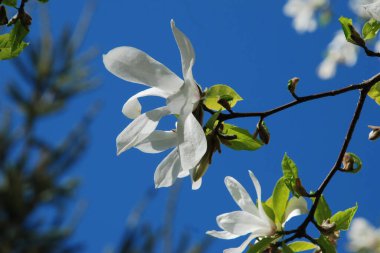 Magnolia, manolya familyasından büyük bir bitki cinsidir.