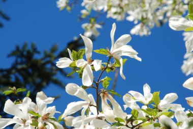 Magnolia, manolya familyasından büyük bir bitki cinsidir.