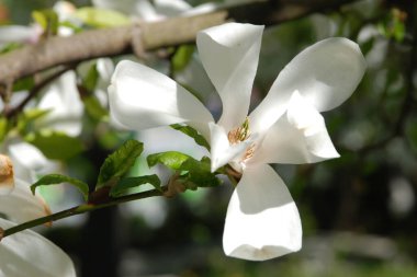 Magnolia, manolya familyasından büyük bir bitki cinsidir.