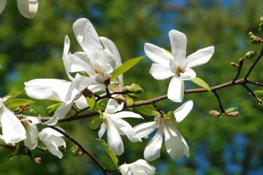 Magnolia, manolya familyasından büyük bir bitki cinsidir.