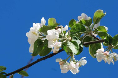 Beyaz elma çiçeği, bahar.