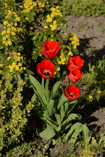 Gartentulpe Tulipa Gesneriana — Stockfoto