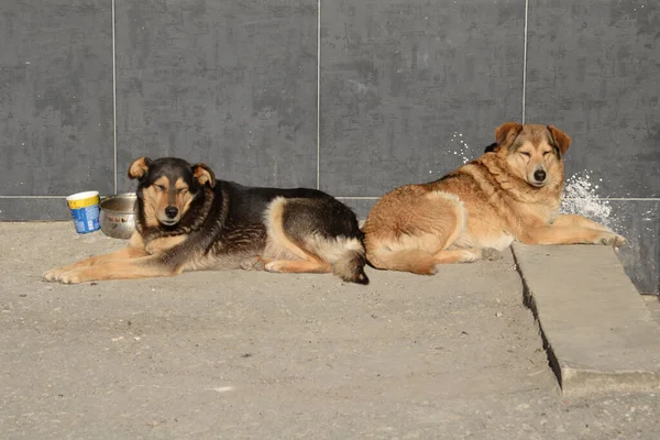 Perro Perro Doméstico Canis Lupus Familiaris Canis Familiaris — Foto de Stock