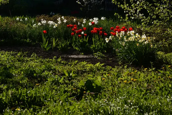 White Daffodils Red Tulips —  Fotos de Stock
