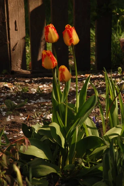 Tulipe Jardin Tulipa Gesneriana — Photo