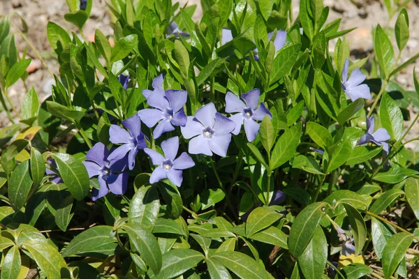 Periwinkle Vinca Rod Kvetoucích Rostlin Čeledi Okvětních Apocynaceae — Stock fotografie