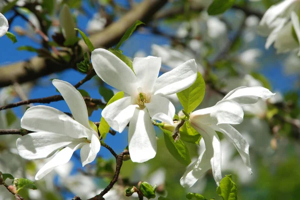 Magnolia, manolya familyasından büyük bir bitki cinsidir.