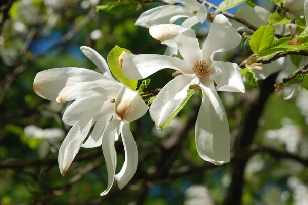 Magnolia Large Genus Plants Magnolia Family — Stock Photo, Image