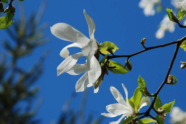 Magnolia, manolya familyasından büyük bir bitki cinsidir.