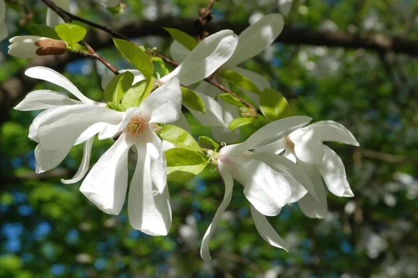 Magnolia, manolya familyasından büyük bir bitki cinsidir.