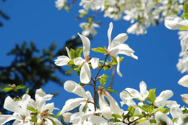 Magnolia, manolya familyasından büyük bir bitki cinsidir.