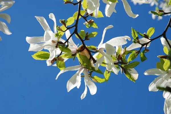 Magnolia, manolya familyasından büyük bir bitki cinsidir.