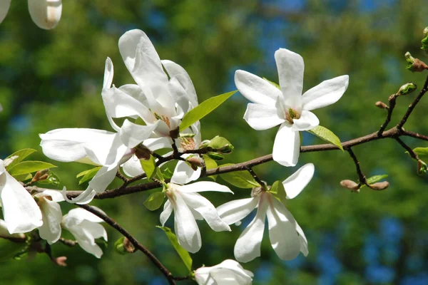 Magnolia, manolya familyasından büyük bir bitki cinsidir.