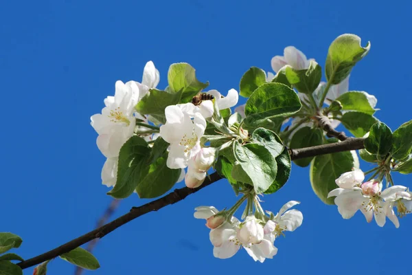 Beyaz elma çiçeği, bahar.