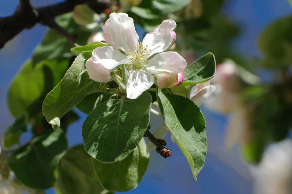 White Apple Blossom Spring — Fotografia de Stock