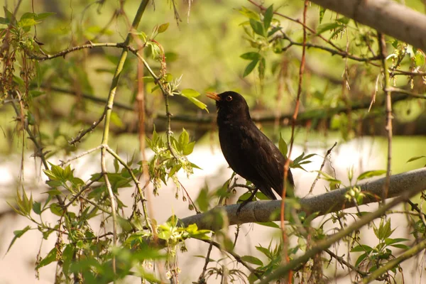 Turdus Género Aves Paseriformes Perteneciente Familia Thrush —  Fotos de Stock