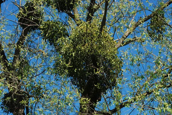 Ökseotu, Ivilga (Viscum) - Santal ailesinin yarı asalak çalılarının cinsi - Loranthaceae