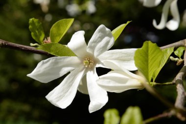 Magnolia, manolya familyasından büyük bir bitki cinsidir.