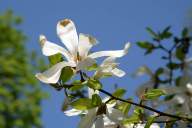 Magnolia, manolya familyasından büyük bir bitki cinsidir.