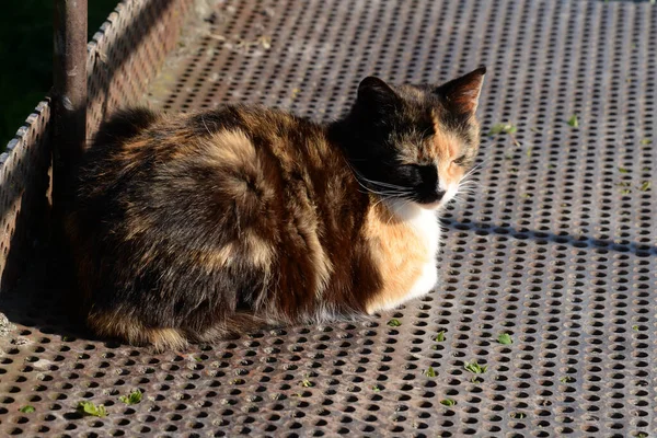 Gato Del Gato Gato Del Gato Latín Felis Silvestris Catus — Foto de Stock