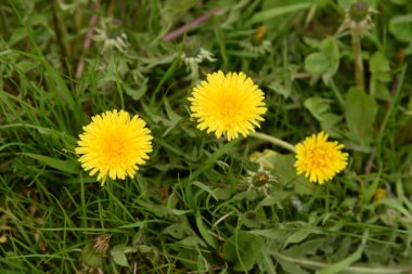 Dandelion (Tarxacum) - Paskalya ailesinin (Latince Asteraceae) daimi bitki cinsi.)