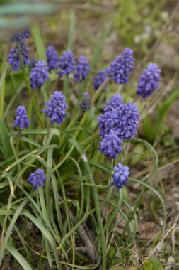 Yılan soğanı, fare sümbülü ya da muscari.