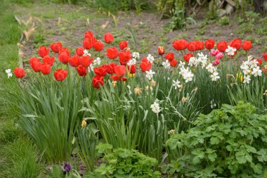 Beyaz nergisler ve kırmızı laleler