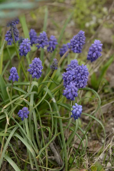 Yılan soğanı, fare sümbülü ya da muscari.