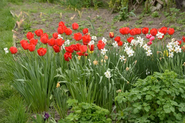 White Daffodils Red Tulips — Stockfoto