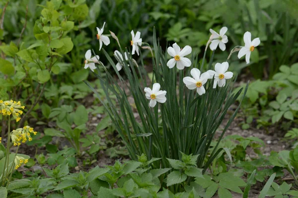 Narcissus, Narcissus, Marcis (Narcissus)