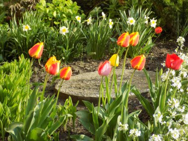 Beyaz nergisler ve kırmızı laleler         