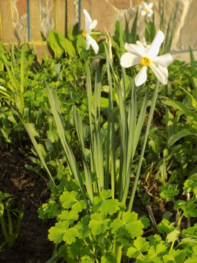 Narcissus, Narcissus, Marcis (Narcissus)         