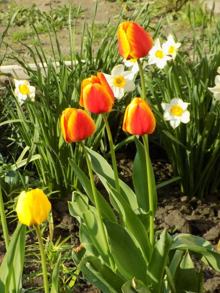 Beyaz nergisler ve kırmızı laleler         