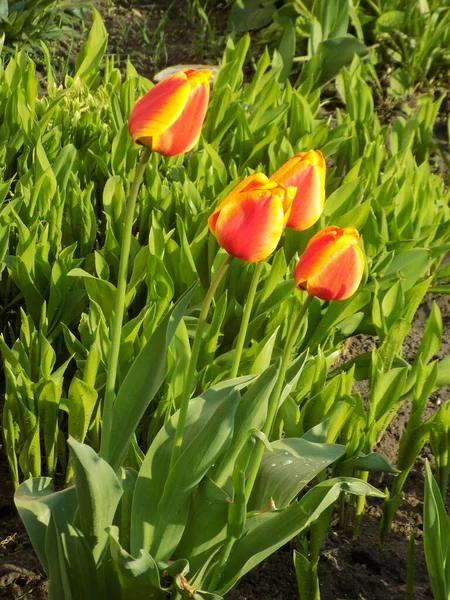 Bahçe lalesi (Tulipa gesneriana)          