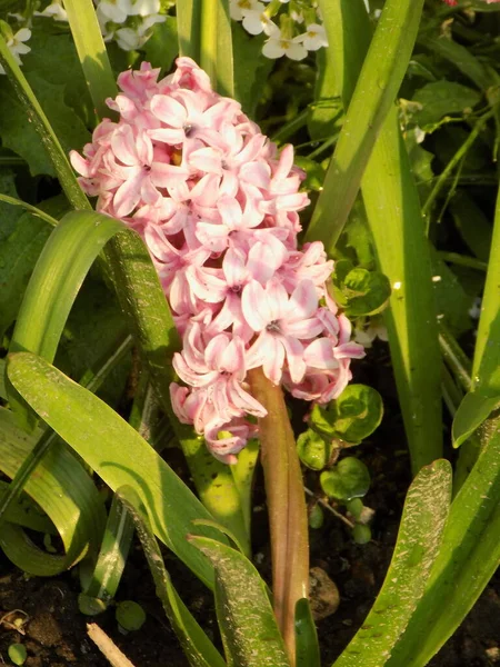 Hyacinth (lat. Hyacnthus, Asparagaceae familyasından bir bitki cinsidir..          