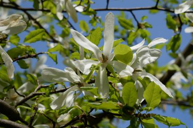 Magnolia, manolya familyasından büyük bir bitki cinsidir.