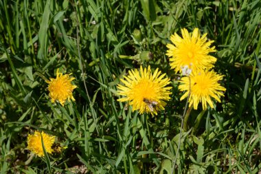 Dandelion (Tarxacum) - Paskalya ailesinin (Latince Asteraceae) daimi bitki cinsi.)