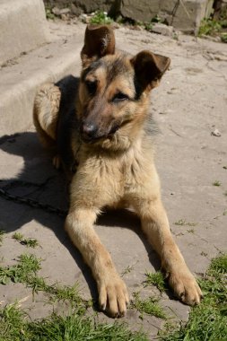 Alman Çoban Köpeği (Deutscher Schferhund)