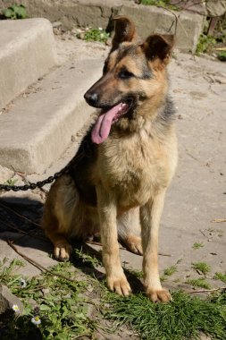 Alman Çoban Köpeği (Deutscher Schferhund)