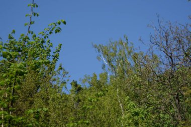 Sessiz köşe güzel doğa