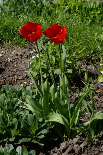 Trädgårdstulpan Tulipa Gesneriana — Stockfoto