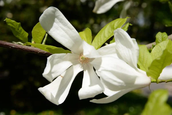 Magnolia Large Genus Plants Magnolia Family — Stock Photo, Image